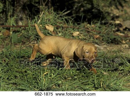Vizsla puppy urinating in a field View Large Photo Image Stock Photography - Vizsla puppy urinating in a field. Fotosearch