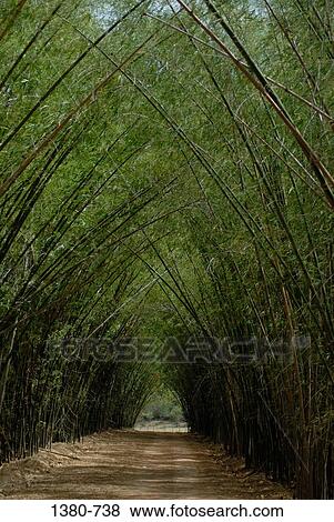 Walkway passing through a bamboo grove, Hato Pinero, Llanos, Venezuela View Large Photo Image Stock Photo - Walkway passing through a bamboo grove, Hato Pinero, Llanos, Venezuela. Fotosearch
