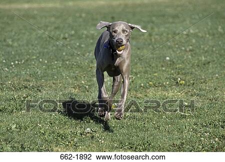 Stock Image - Weimaraner dog carrying a ball. Fotosearch