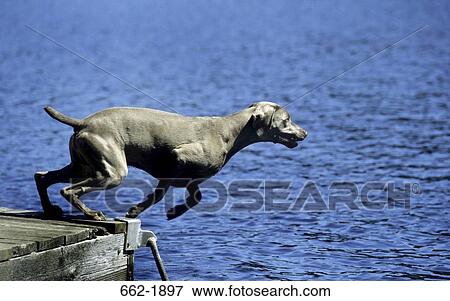 Weimaraner dog jumping into a sea View Large Photo Image Stock Photo - Weimaraner dog jumping into a sea. Fotosearch