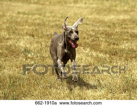 Weimaraner dog running in a field View Large Photo Image Stock Image - Weimaraner dog running in a field. Fotosearch
