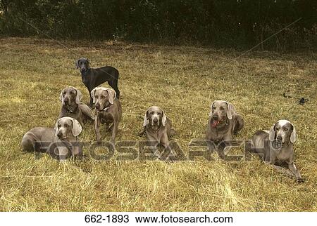 Weimaraner dogs sitting in a field View Large Photo Image Stock Image - Weimaraner dogs sitting in a field. Fotosearch