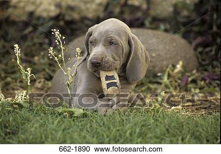 Weimaraner puppy chewing a stick View Large Photo Image Stock Image - Weimaraner puppy chewing a stick. Fotosearch
