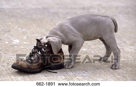 Weimaraner puppy hiding its face in a shoe View Large Photo Image Stock Image - Weimaraner puppy hiding its face in a shoe. Fotosearch