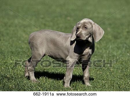 Weimaraner puppy standing in a field View Large Photo Image Stock Image - Weimaraner puppy standing in a field. Fotosearch