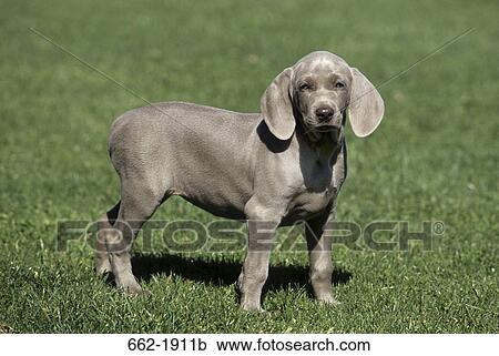 Weimaraner puppy standing in a field View Large Photo Image Stock Image - Weimaraner puppy standing in a field. Fotosearch