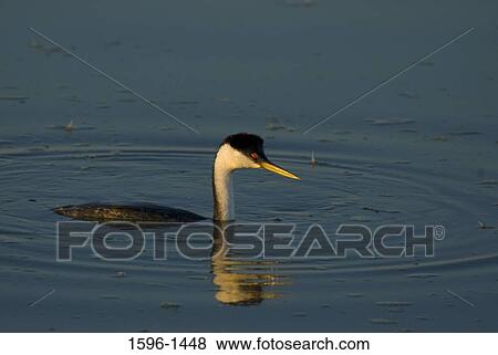 Western grebe (Aechmophorus occidentalis) swimming in water View Large Photo Image Stock Photo - Western grebe (Aechmophorus occidentalis) swimming in water. Fotosearch