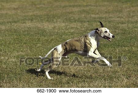 Whippet dog running in a field View Large Photo Image Stock Image - Whippet dog running in a field. Fotosearch