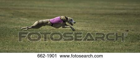 Stock Image - Whippet dog running in a field. Fotosearch