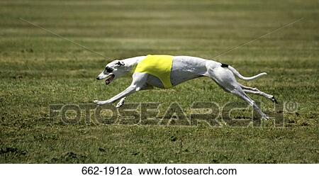 Whippet dog running in a field View Large Photo Image Stock Image - Whippet dog running in a field. Fotosearch