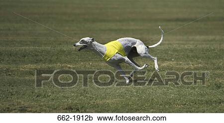 Whippet dog running in a field View Large Photo Image Stock Image - Whippet dog running in a field. Fotosearch