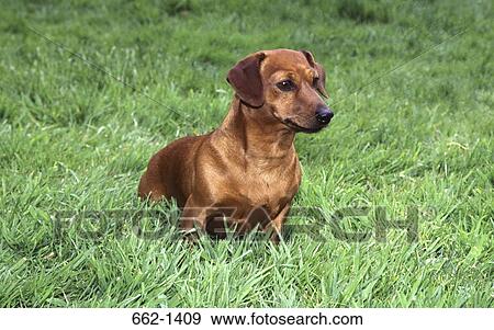 Wire Haired Dachshund dog in a lawn View Large Photo Image Stock Photo - Wire Haired Dachshund dog in a lawn. Fotosearch