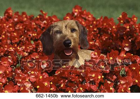Wire Haired Dachshund dog sitting among flowers View Large Photo Image Stock Image - Wire Haired Dachshund dog sitting among flowers. Fotosearch