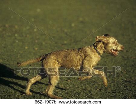 Stock Image - Wirehaired Vizsla dog running in a field. Fotosearch