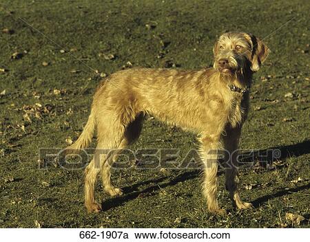 Wirehaired Vizsla dog standing in a field View Large Photo Image Stock Image - Wirehaired Vizsla dog standing in a field. Fotosearch