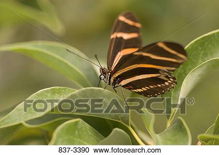 Zebra Longwing butterfly (Heliconius charithonia) on a leaf View Large Photo Image Stock Image - Zebra Longwing butterfly (Heliconius charithonia) on a leaf. Fotosearch