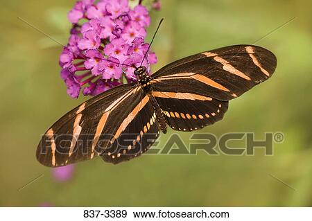 Zebra Longwing butterfly (Heliconius charithonia) pollinating flowers View Large Photo Image Stock Photo - Zebra Longwing butterfly (Heliconius charithonia) pollinating flowers. Fotosearch