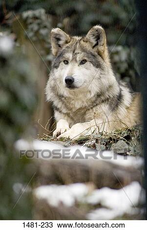 メキシコ オオカミ Canis Lupus Baileyi 中に A 森林 ストックイメージ 1481 233 Fotosearch