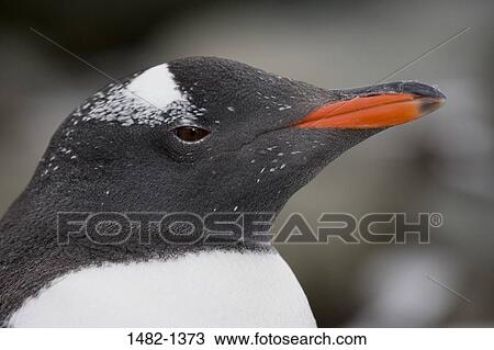 赤 くちばし ペンギン 鳥 日 屋外で 南アメリカ ストックイメージ 14 1373 Fotosearch