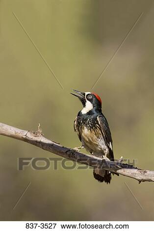Acorn woodpecker (Melanerpes formicivorus) perching on a branch View Large Photo Image Stock Photo - Acorn woodpecker (Melanerpes formicivorus) perching on a branch. Fotosearch