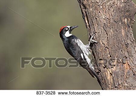 Acorn woodpecker (Melanerpes formicivorus) perching on a tree trunk View Large Photo Image Stock Photo - Acorn woodpecker (Melanerpes formicivorus) perching on a tree trunk. Fotosearch