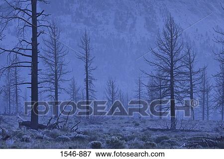 Aftermath of a forest firein in the Sierra Mountains near Mono Lake, California, USA View Large Photo Image Stock Photo - Aftermath of a forest firein in the Sierra Mountains near Mono Lake, California, USA. Fotosearch