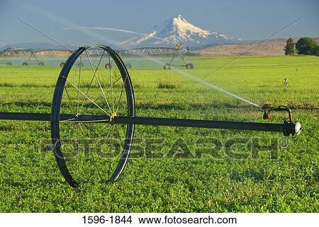 Agricultural sprinkler in a field, Jefferson County, Oregon, USA View Large Photo Image Picture - Agricultural sprinkler in a field, Jefferson County, Oregon, USA. Fotosearch