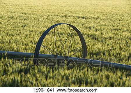 Agricultural sprinkler in a field, Jefferson County, Oregon, USA View Large Photo Image Stock Image - Agricultural sprinkler in a field, Jefferson County, Oregon, USA. Fotosearch