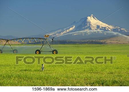 Agricultural sprinkler in a field with a mountain in the background, Mt Hood, Jefferson County, Oregon, USA View Large Photo Image Stock Image - Agricultural sprinkler in a field with a mountain in the background, Mt Hood, Jefferson County, Oregon, USA. Fotosearch