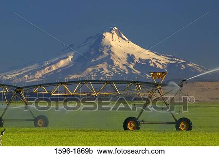 Agricultural sprinkler in a field with a mountain in the background, Mt Hood, Jefferson County, Oregon, USA View Large Photo Image Stock Image - Agricultural sprinkler in a field with a mountain in the background, Mt Hood, Jefferson County, Oregon, USA. Fotosearch