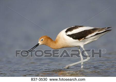 American avocet (Recurvirostra americana) foraging View Large Photo Image Stock Image - American avocet (Recurvirostra americana) foraging. Fotosearch