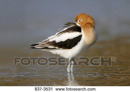 American avocet (Recurvirostra americana) wading View Large Photo Image Stock Image - American avocet (Recurvirostra americana) wading. Fotosearch