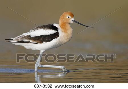 American avocet (Recurvirostra americana) foraging View Large Photo Image Stock Image - American avocet (Recurvirostra americana) foraging. Fotosearch