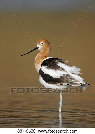 American avocet (Recurvirostra americana) foraging View Large Photo Image Stock Image - American avocet (Recurvirostra americana) foraging. Fotosearch