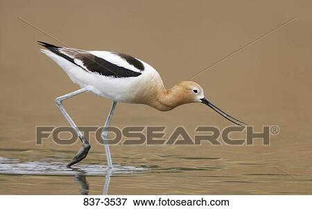Stock Photo - American avocet (Recurvirostra americana) foraging. Fotosearch