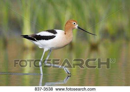 American avocet (Recurvirostra americana) foraging View Large Photo Image Stock Photo - American avocet (Recurvirostra americana) foraging. Fotosearch