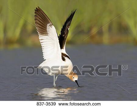 American avocet (Recurvirostra americana) foraging View Large Photo Image Stock Photo - American avocet (Recurvirostra americana) foraging. Fotosearch