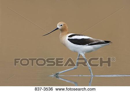 Stock Photograph - American avocet (Recurvirostra americana) foraging. Fotosearch