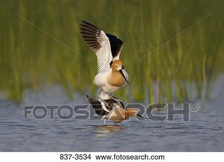 Picture - American avocets (Recurvirostra americana) mating. Fotosearch