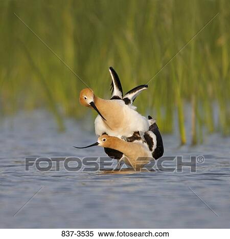Stock Photography - American avocets (Recurvirostra americana) mating. Fotosearch