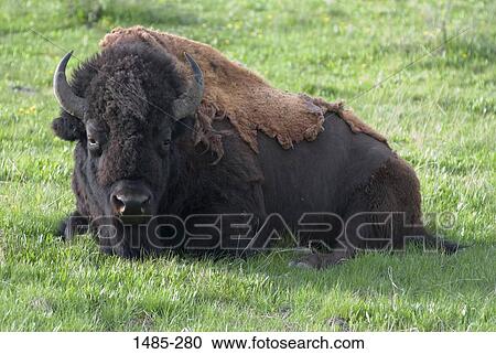 American Bison (Bison bison) sitting in a field, Yellowstone National Park, Wyoming, USA View Large Photo Image Stock Image - American Bison (Bison bison) sitting in a field, Yellowstone National Park, Wyoming, USA. Fotosearch
