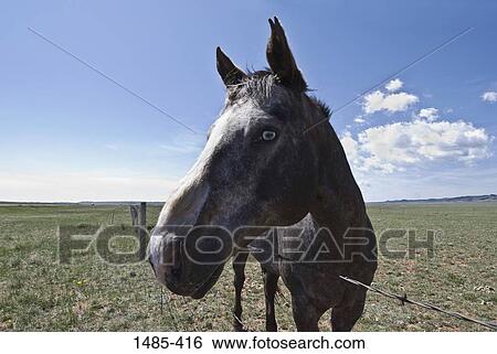 Appaloosa horse (Equus caballus) standing in a field, Colorado, USA View Large Photo Image Stock Photograph - Appaloosa horse (Equus caballus) standing in a field, Colorado, USA. Fotosearch