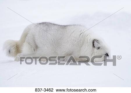 Arctic fox (Alopex lagopus) digging snow with its mouth View Large Photo Image Stock Image - Arctic fox (Alopex lagopus) digging snow with its mouth. Fotosearch
