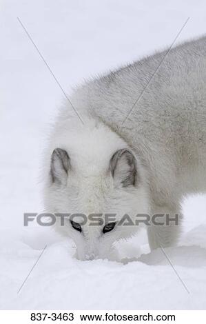 Arctic fox (Alopex lagopus) digging snow with its mouth View Large Photo Image Stock Image - Arctic fox (Alopex lagopus) digging snow with its mouth. Fotosearch