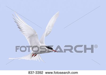 Arctic tern (Sterna paradisaea) in flight View Large Photo Image Stock Image - Arctic tern (Sterna paradisaea) in flight. Fotosearch