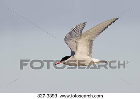 Arctic tern (Sterna paradisaea) in flight View Large Photo Image Stock Image - Arctic tern (Sterna paradisaea) in flight. Fotosearch
