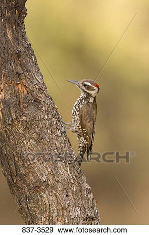 Arizona woodpecker (Picoides arizonae) perching on a tree trunk View Large Photo Image Stock Photo - Arizona woodpecker (Picoides arizonae) perching on a tree trunk. Fotosearch