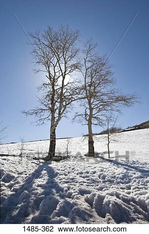 Aspen trees on a snow covered landscape View Large Photo Image Stock Image - Aspen trees on a snow covered landscape. Fotosearch