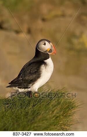 Atlantic puffin (Fratercula arctica) in its nest View Large Photo Image Stock Photo - Atlantic puffin (Fratercula arctica) in its nest. Fotosearch