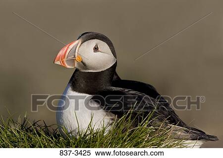 Atlantic puffin (Fratercula arctica) in its nest View Large Photo Image Stock Photography - Atlantic puffin (Fratercula arctica) in its nest. Fotosearch